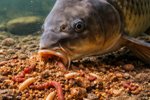 how weather affects carp feeding habits